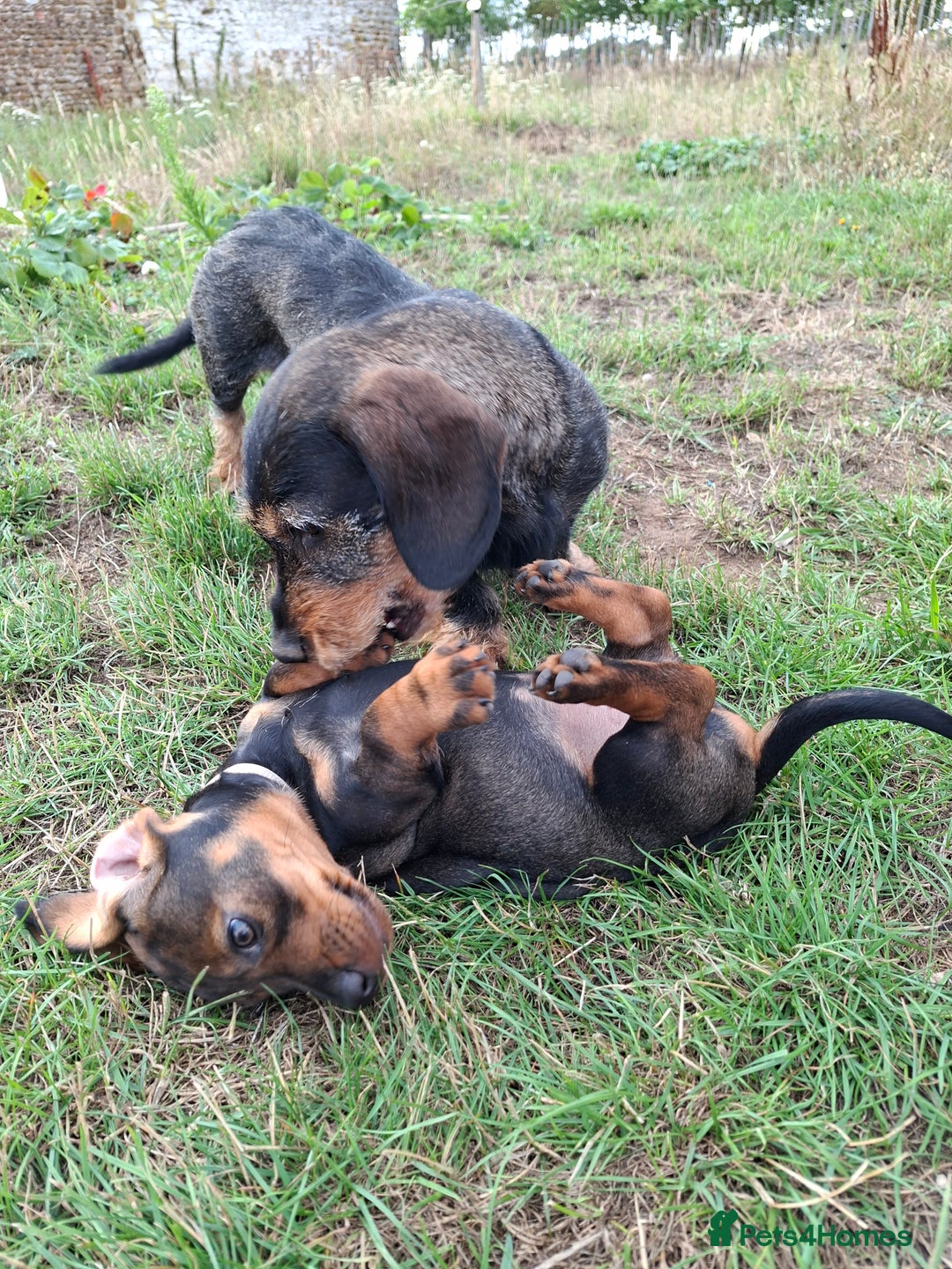 Dachshund dogs for sale: Working teckel puppies (parents European imports) - Image 9