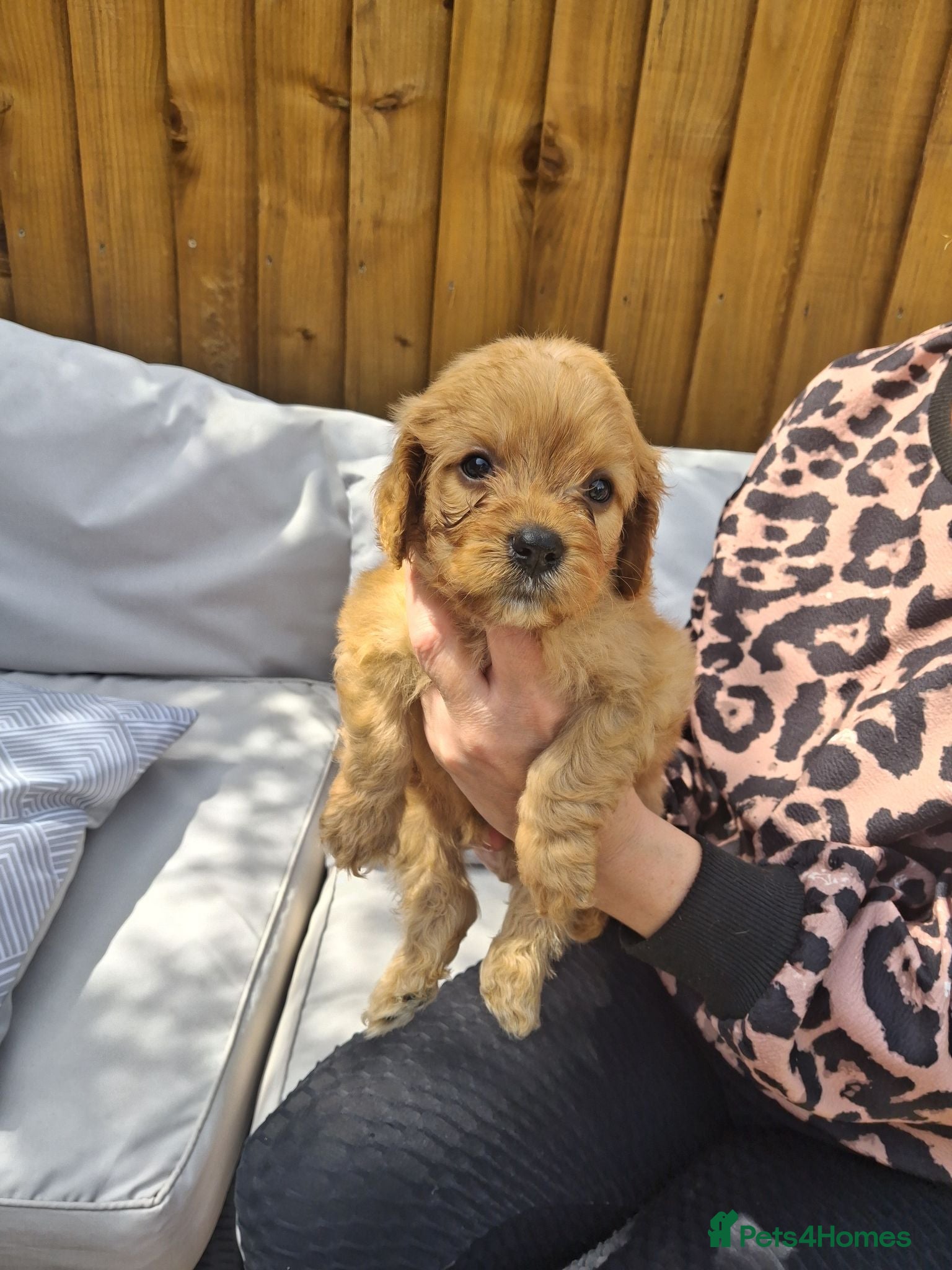 Cavapoo dogs Last boy available Health testedparents  - Advert 6
