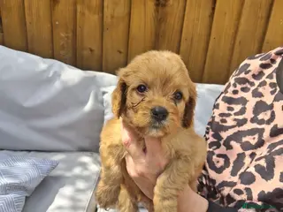 Cavapoo dogs Last boy available Health testedparents - Advert 6