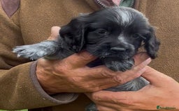 Cocker Spaniel dogs for sale: KC Reg Working Cocker spaniel puppies roan - Image 18