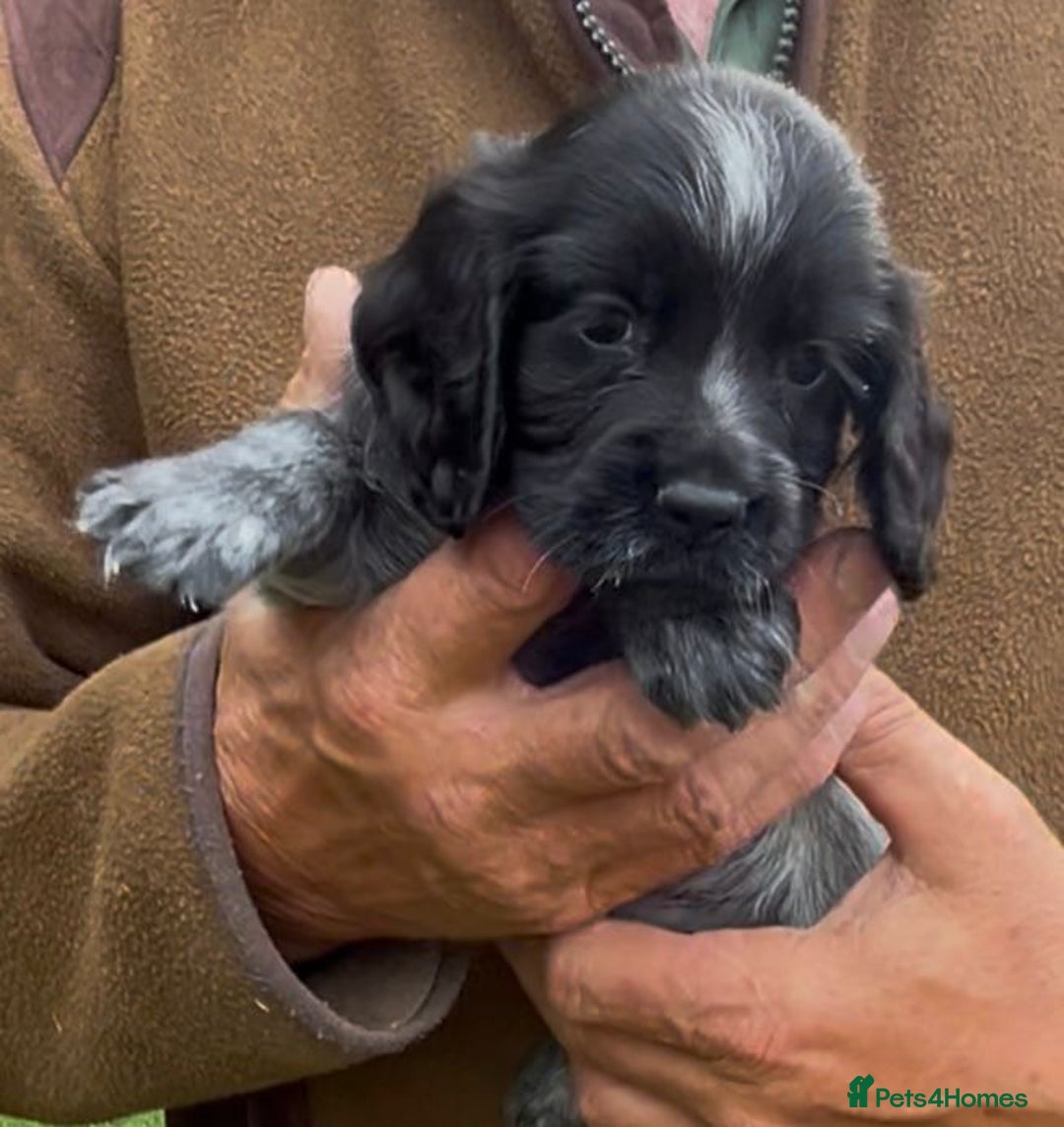 Cocker Spaniel dogs for sale: KC Reg Working Cocker spaniel puppies roan - Image 18