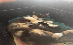 Mixed Breed cats for sale: Kittens - Image 7
