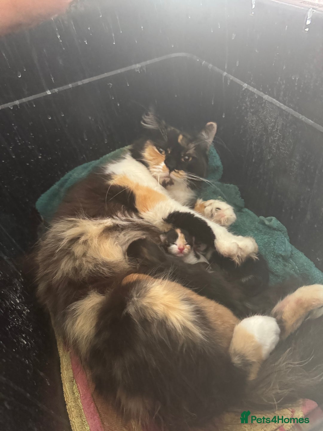 Mixed Breed cats for sale: Kittens - Image 7