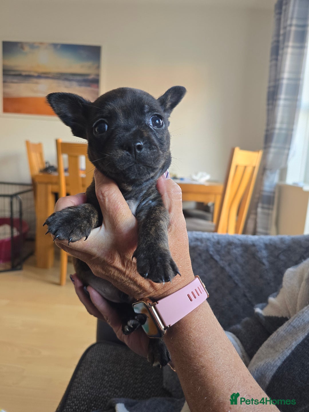 Mixed Breed dogs for sale: 4 pups - Image 8