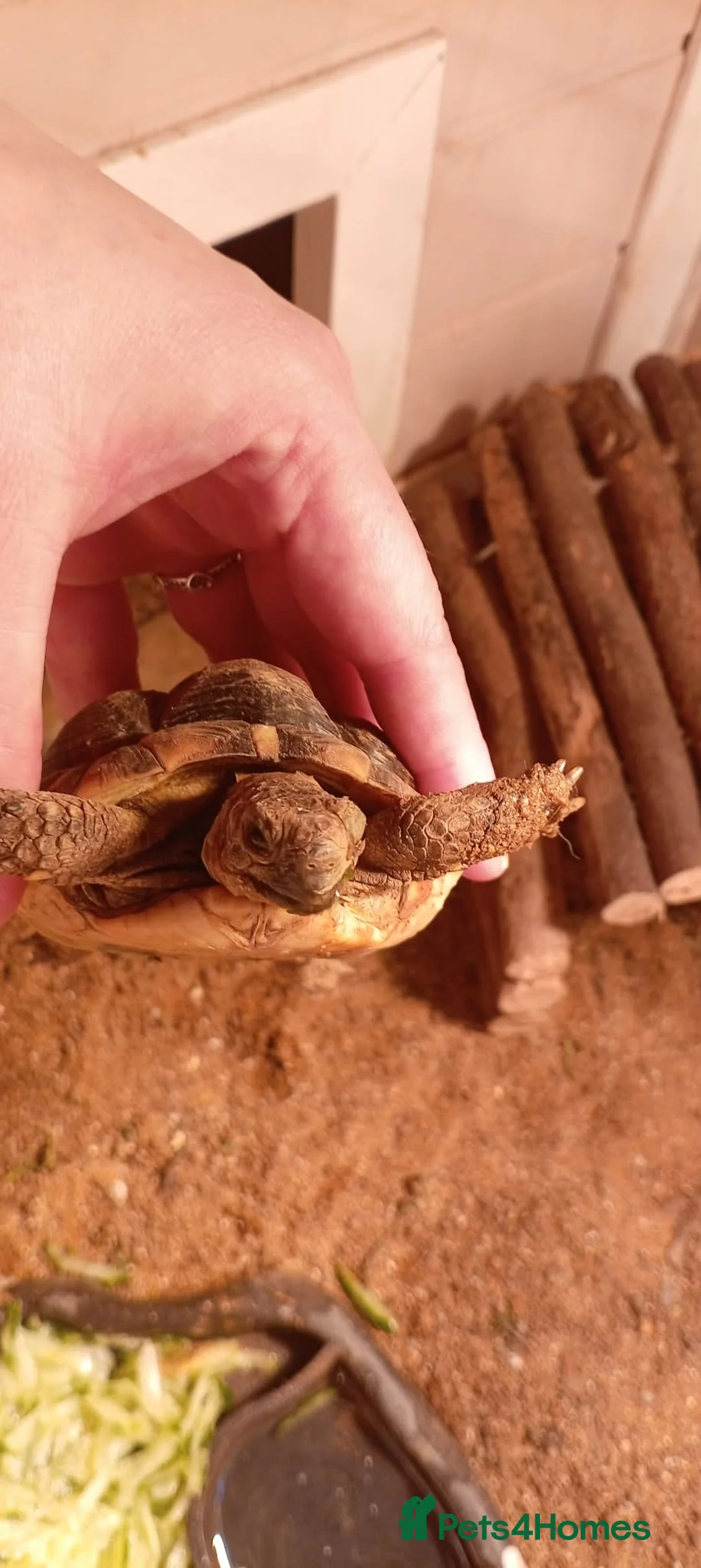 Tortoise reptiles for sale: spur-thighed tortoise  - Advert 1