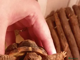 Tortoise reptiles spur-thighed tortoise - Advert 3