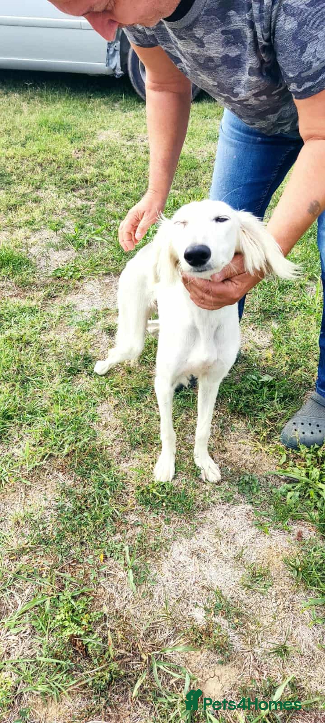 Saluki dogs for adoption: Jasmine - Advert 6