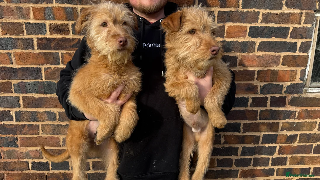 Soft Coated Wheaten Terrier dogs for sale: Irish wheaten terriers (Not soft coated)  - Advert 2