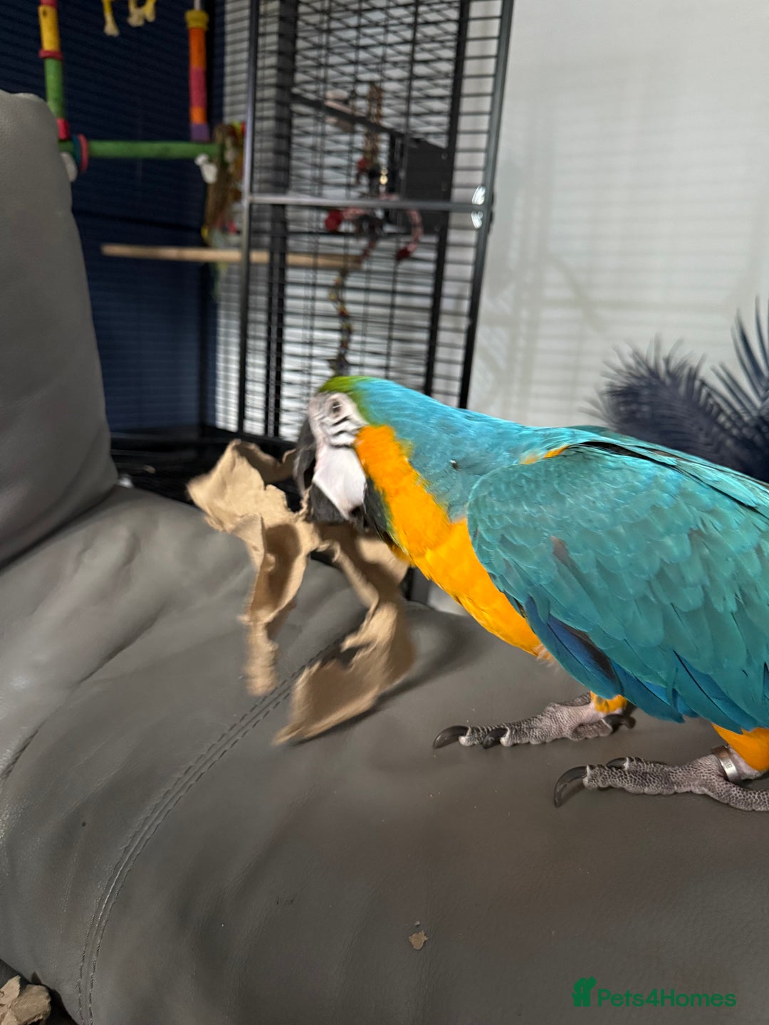 Macaws birds for sale: 2 Year Old Blue and Gold Macaw For Sale  - Advert 1
