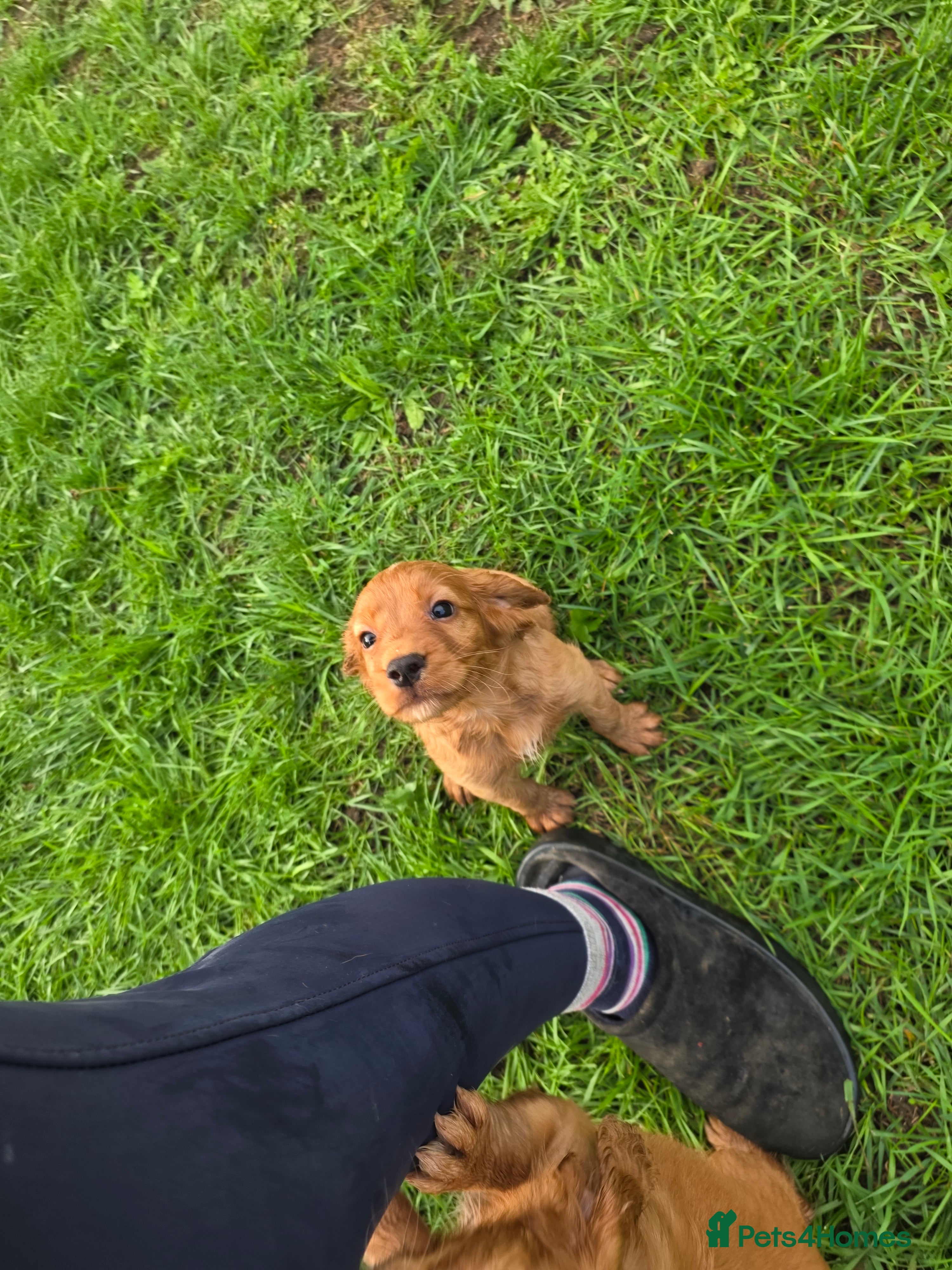 Cocker Spaniel dogs KC FTCH bloodlines cocker spaniels - Advert 2