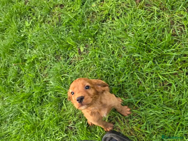 Cocker Spaniel dogs KC FTCH bloodlines cocker spaniels - Advert 2