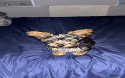 Yorkshire Terrier dogs for sale: Yorkie girl  - Image 2