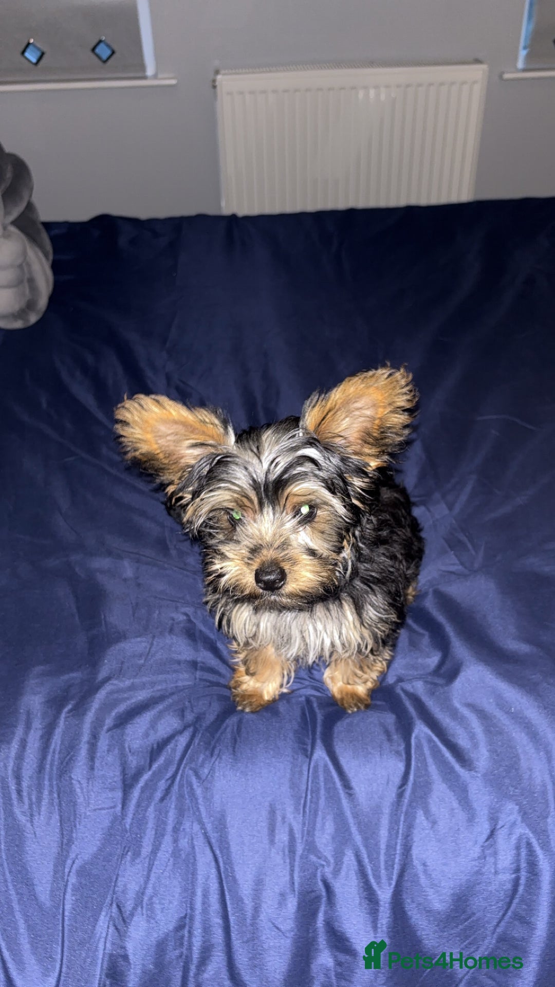 Yorkshire Terrier dogs for sale: Yorkie girl  - Image 2