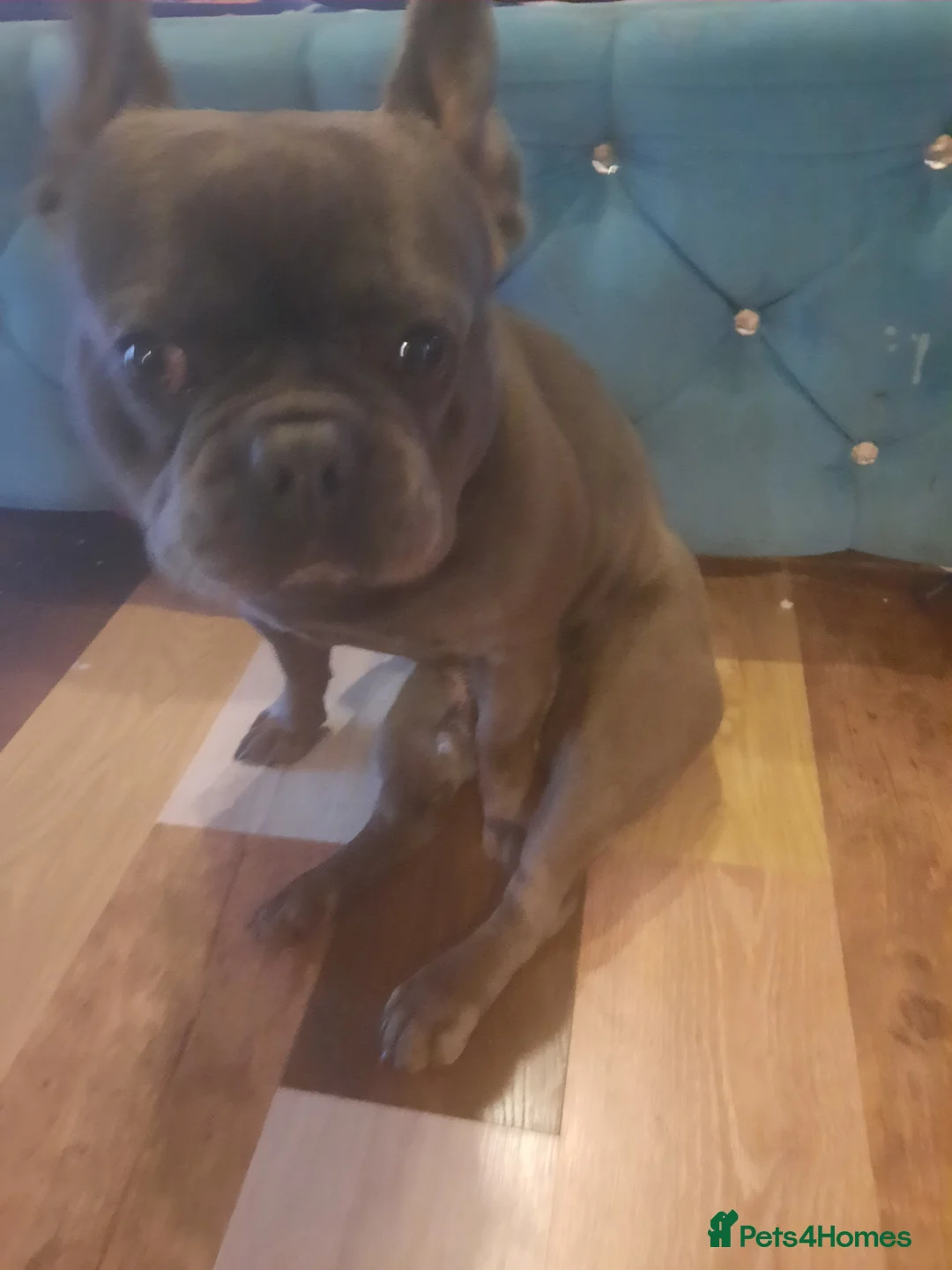American Bully dogs for stud: American Bully / French Bulldog mix in Evesham - Advert 5