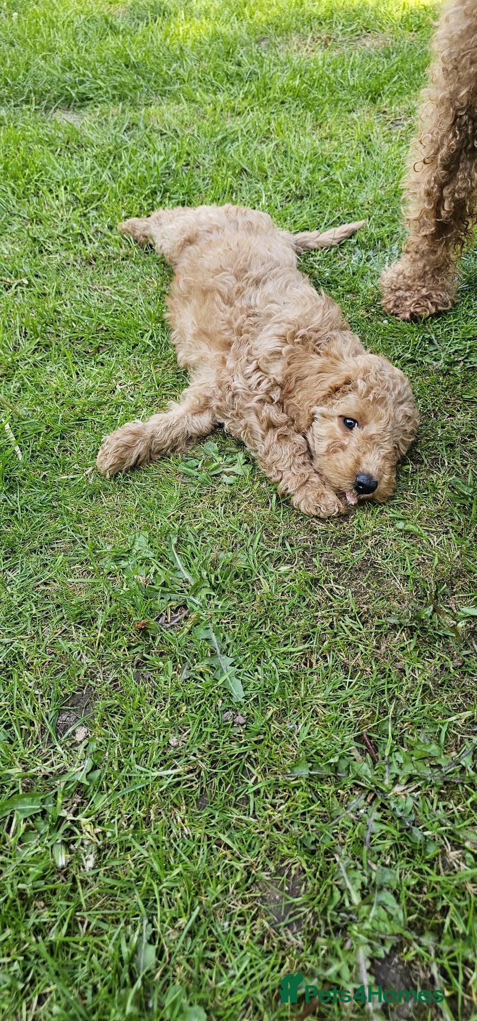 Mini Goldendoodle dogs Beautiful Miniature Goldendoodles Ready Now - Advert 2