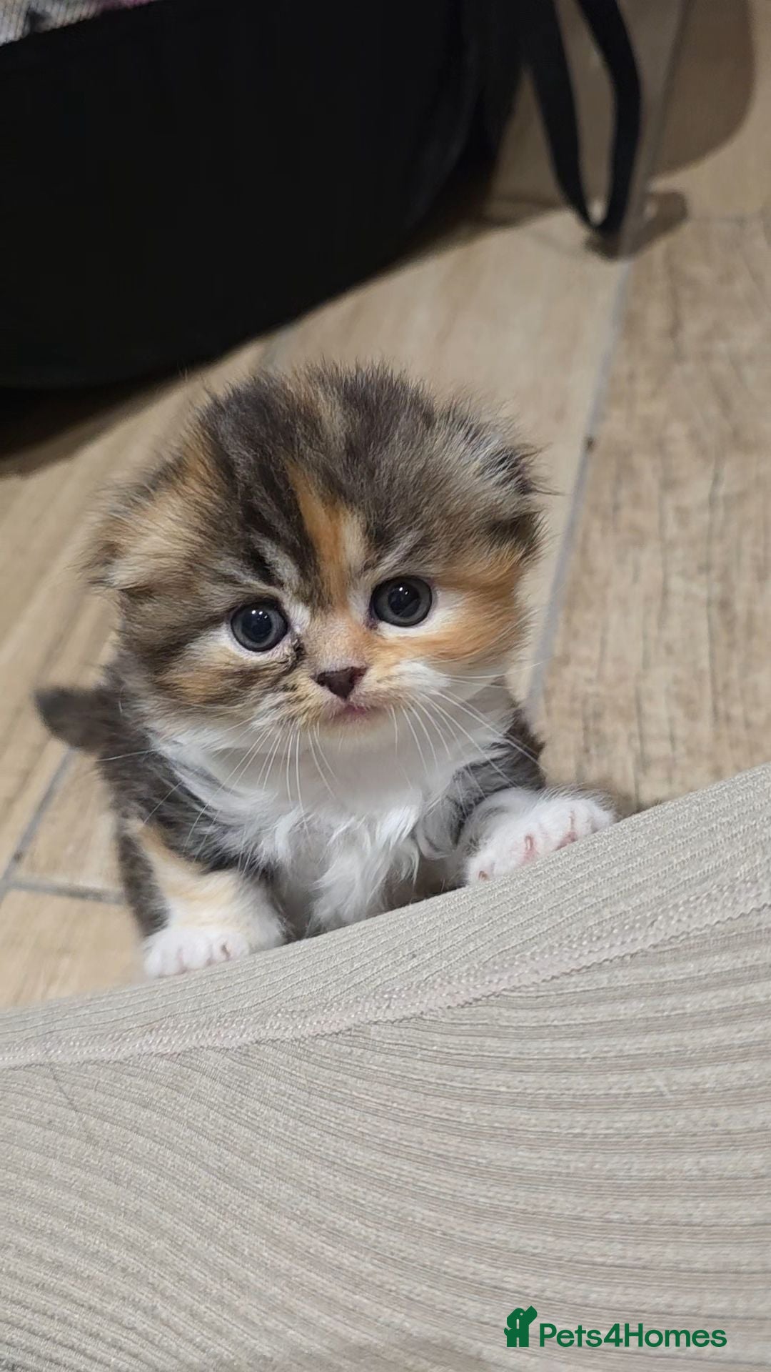 Scottish Fold cats Beautiful Tica Registered Babies - Advert 2