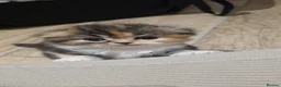 Scottish Fold cats for sale: Beautiful Tica Registered Babies - Advert 2