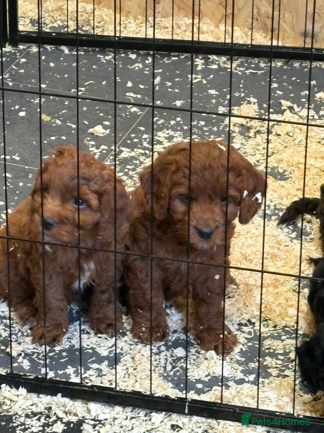 Cockapoo dogs for sale: Stunning toy size F1 cockapoo puppies - Image 22