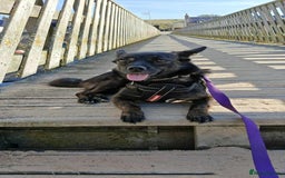 Mixed Breed dogs for adoption: Annie - a little dog with a big heart ❤️ - Image 3