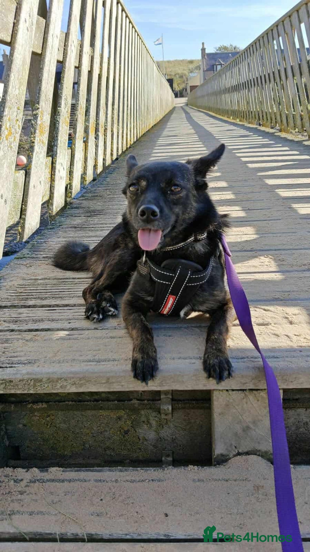 Mixed Breed dogs for adoption: Annie - a little dog with a big heart ❤️ - Image 3