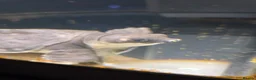 Turtle reptiles for sale: Fly river turtle and aquarium - Advert 1