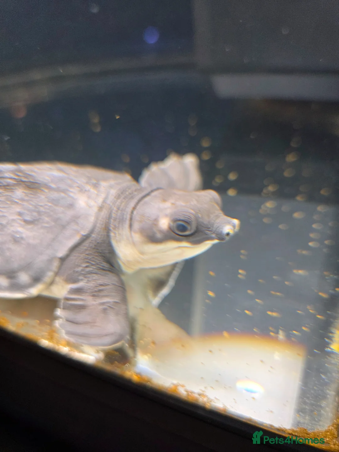 Turtle reptiles for sale: Fly river turtle and aquarium - Advert 1