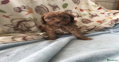 Cavapoo dogs - Advert 2