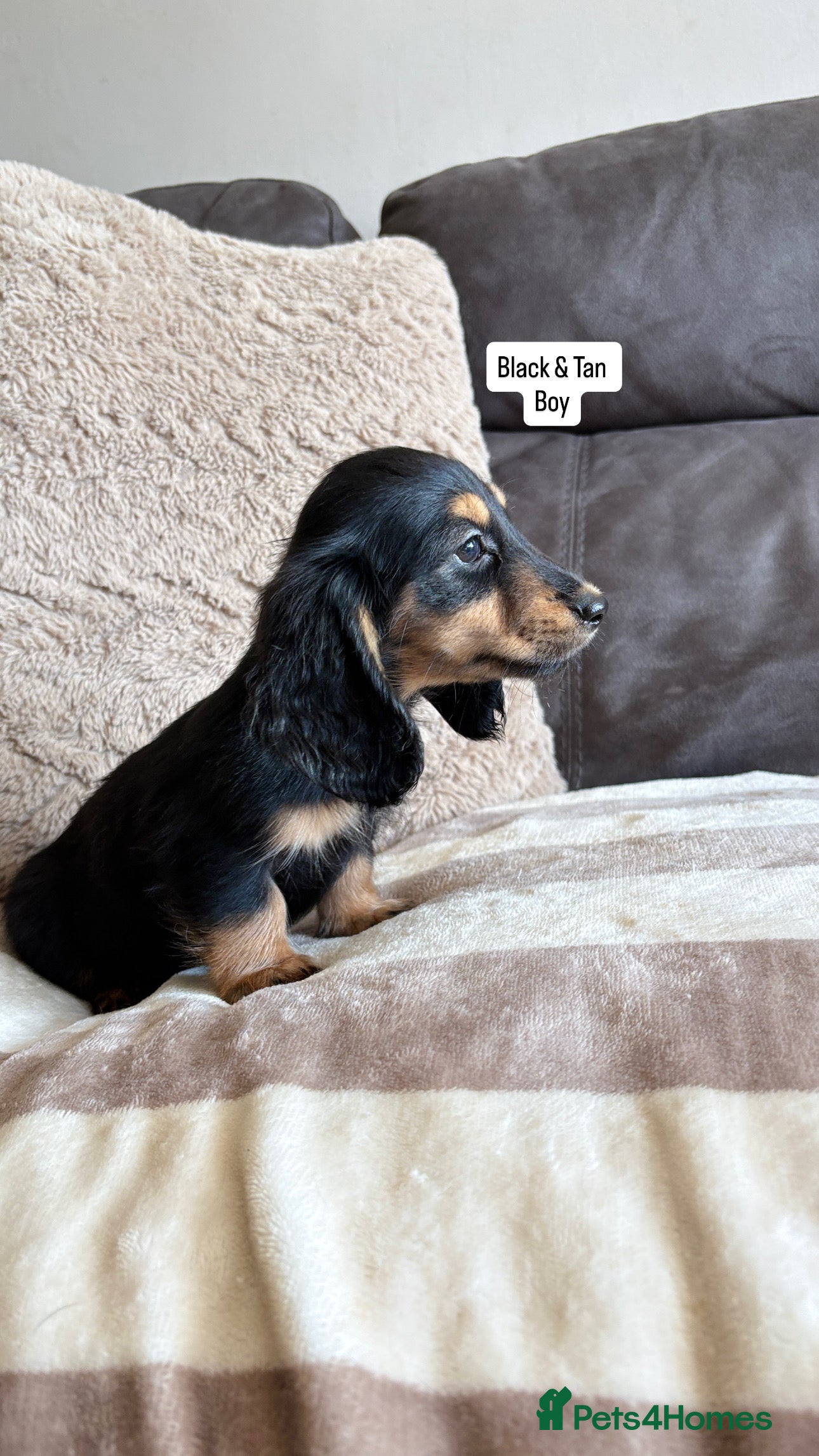 Miniature Dachshund dogs     Exceptional KC Long Haired Mini Dachshunds🤍 - Advert 2