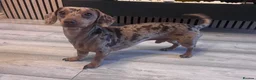Miniature Dachshund dogs for stud: 🔥Dapple🔥Miniature Dachshund🔥KC reg🔥Proven Stud - Advert 3
