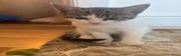 Mixed Breed cats for sale: 4 Female Bengal mixes for sale  - Advert 5