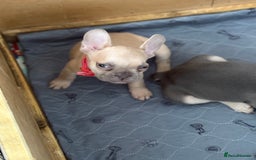 French Bulldog dogs for sale: Last 3 pups available !!Kc French bulldog puppy’s  - Image 22