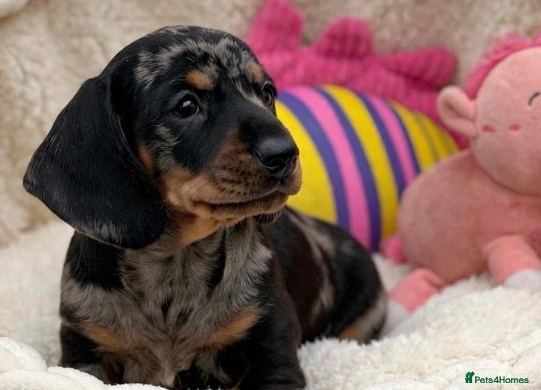 Dachshund dogs Gorgeous miniature dachshund puppies  - Advert 2