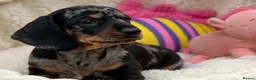 Dachshund dogs for sale: Gorgeous miniature dachshund puppies  - Advert 2