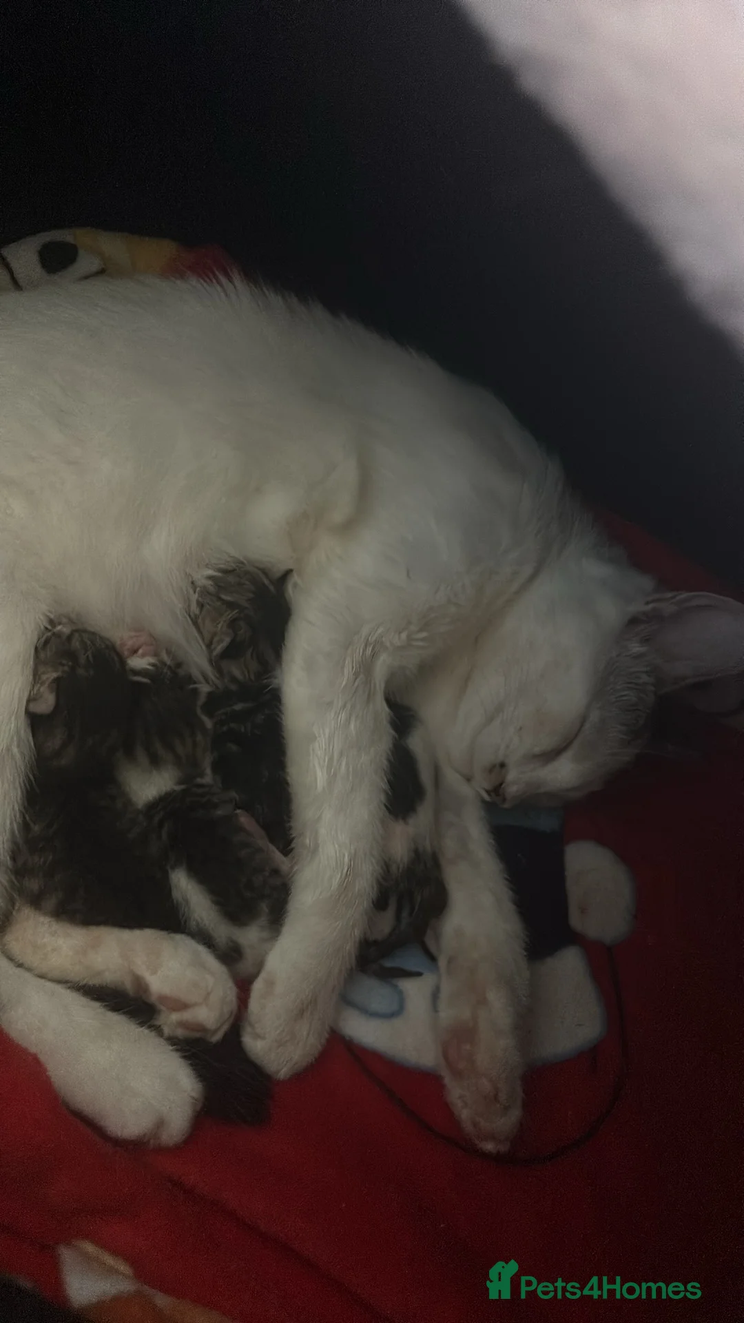 Mixed Breed cats for sale: Kittens for sale  - Advert 1