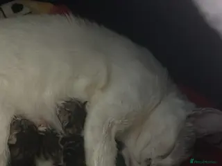 Mixed Breed cats Kittens for sale - Advert 1