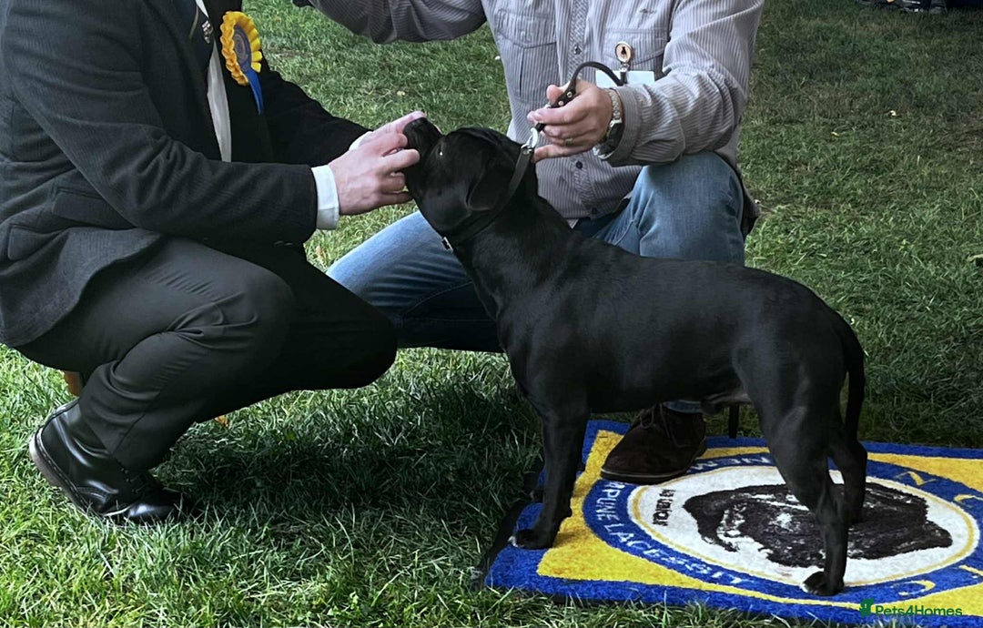 Staffordshire Bull Terrier dogs for stud: Black/Brindle and White Show quality Boy for Stud - Advert 18