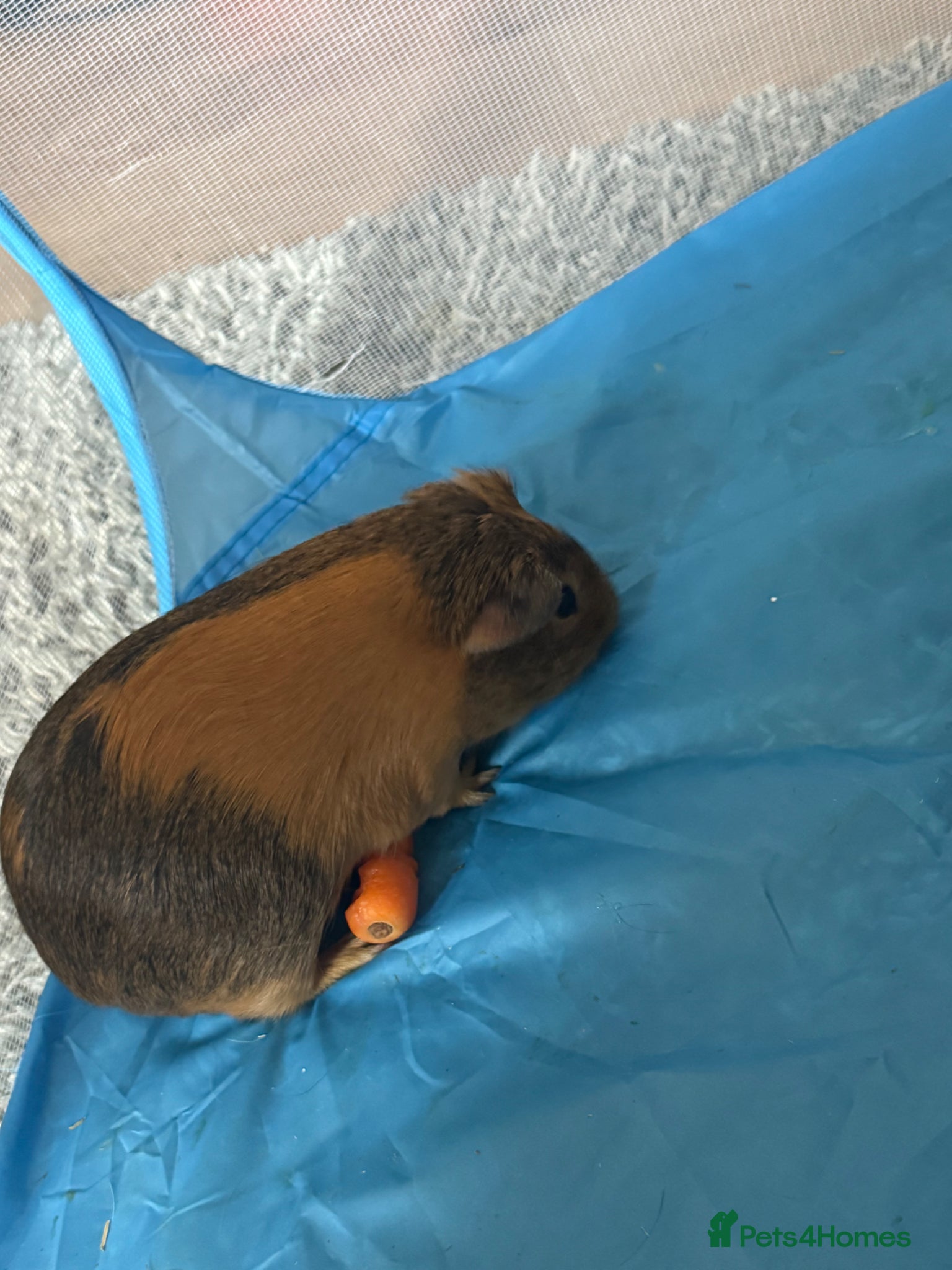 Guinea Pig rodents Beautiful boy needing a home - Advert 1