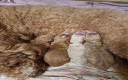 Australian Labradoodle dogs for sale: Australian Labradoodle Puppies  - Advert 14