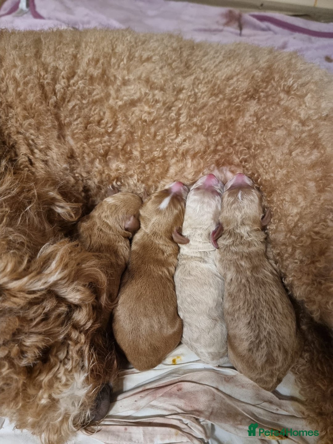 Australian Labradoodle dogs for sale: Australian Labradoodle Puppies  - Advert 14