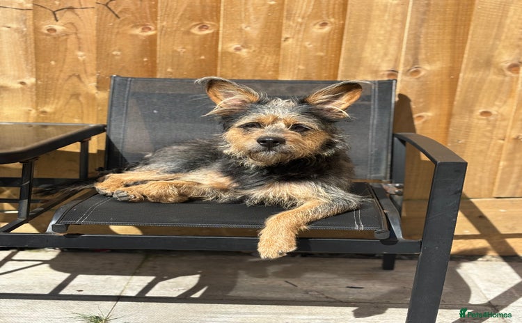 Mixed Breed dogs - Advert 12