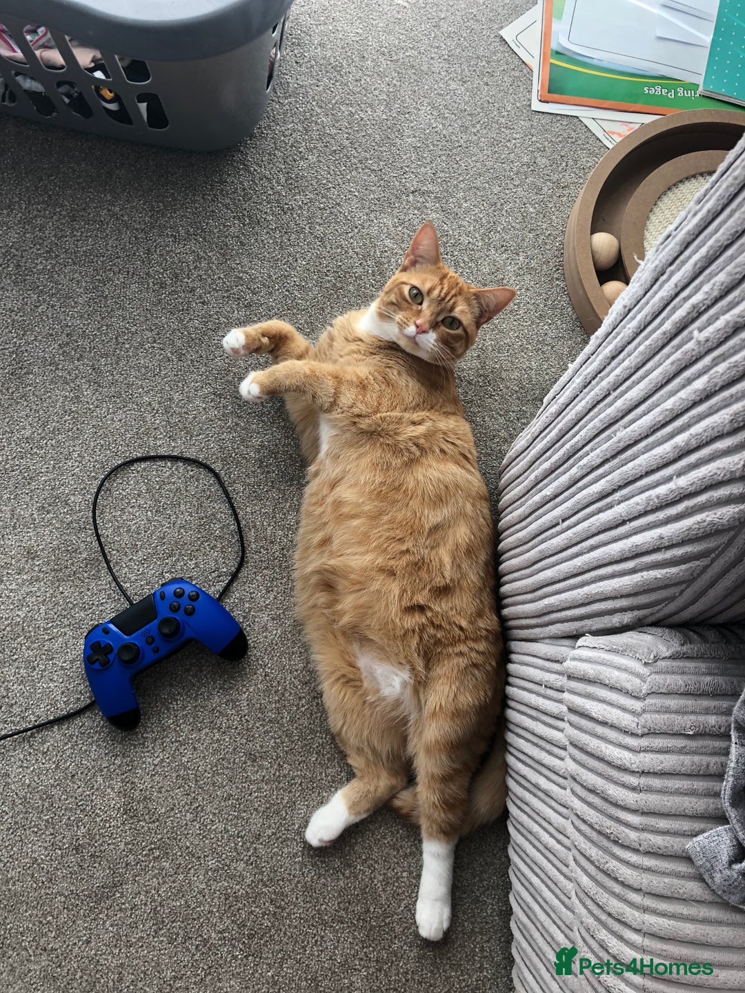 British Shorthair cats for sale: 2 year old Brother & Sister - Advert 4