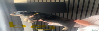Rottweiler 3