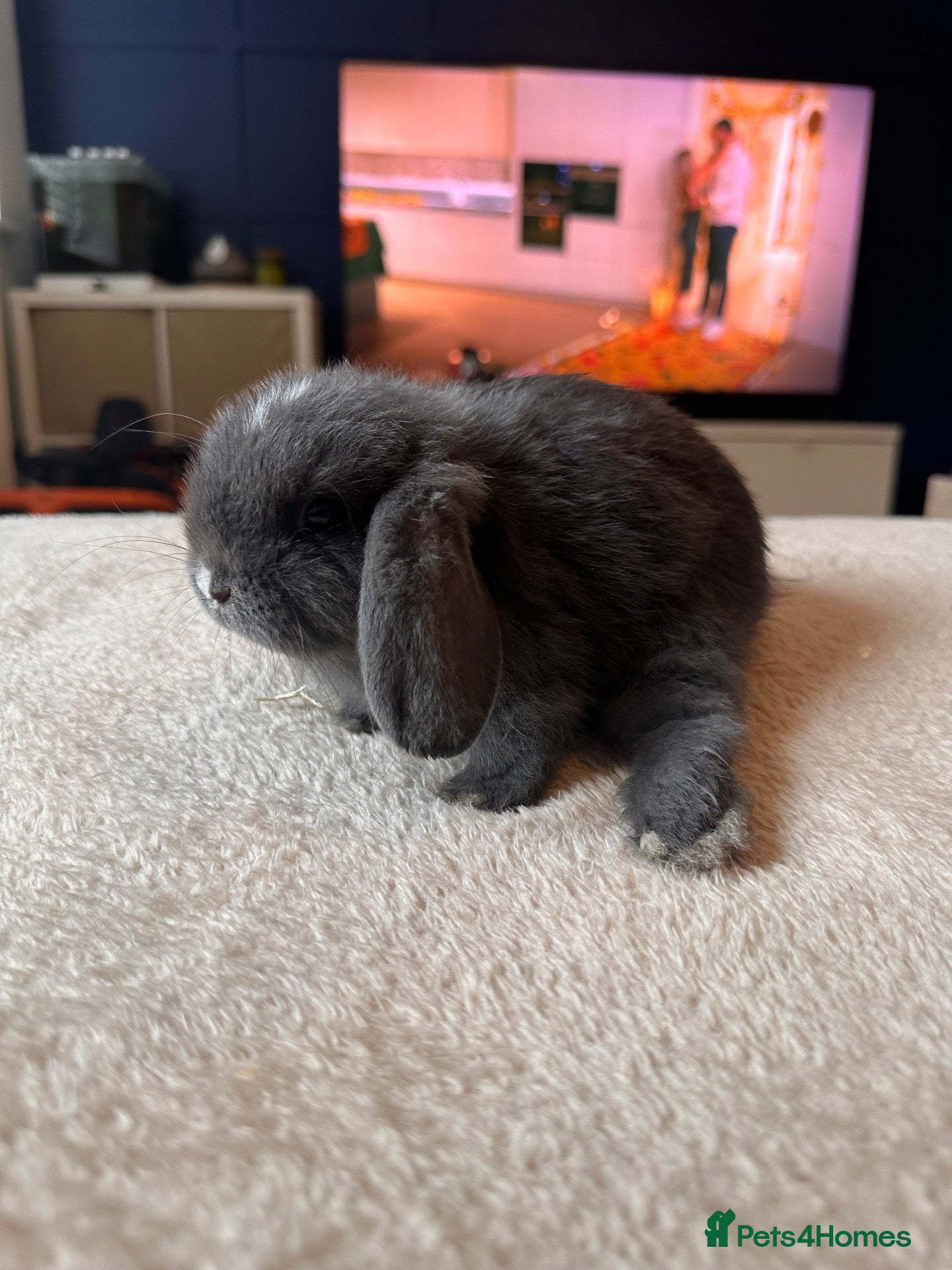 Mini Lop rabbits 🐰 Minilop babies - a special home needed - Advert 2