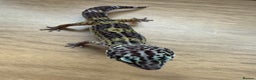 Gecko reptiles for sale: Leopard geckos  - Advert 1