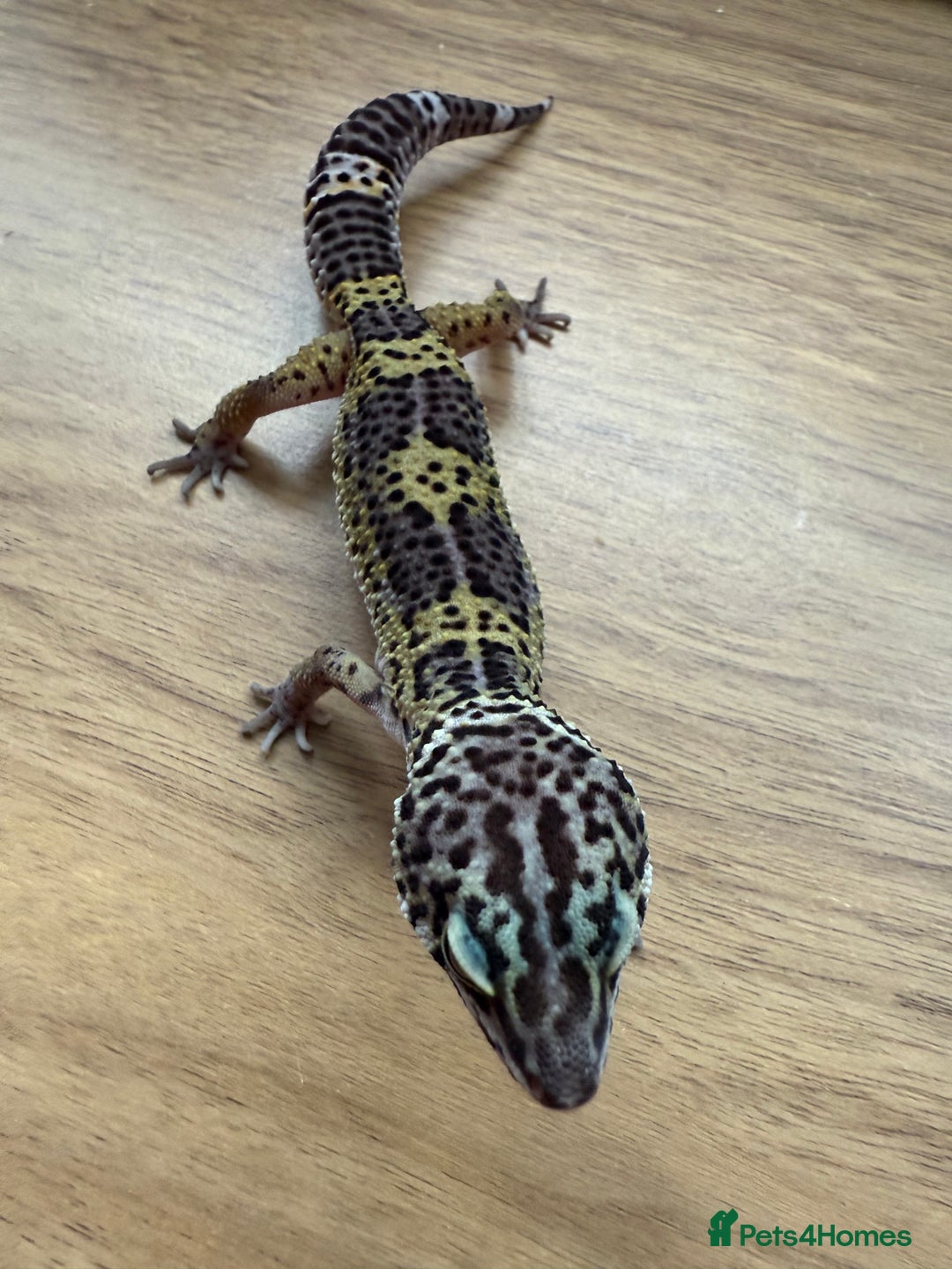 Gecko reptiles for sale: Leopard geckos  - Advert 1