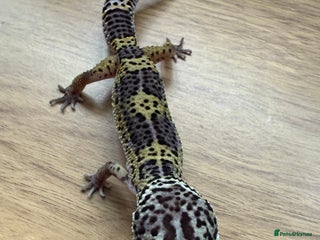 Gecko reptiles Leopard geckos - Advert 21