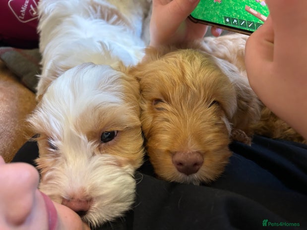 Cockapoo dogs - Advert 15