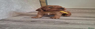 Cocker Spaniel 2