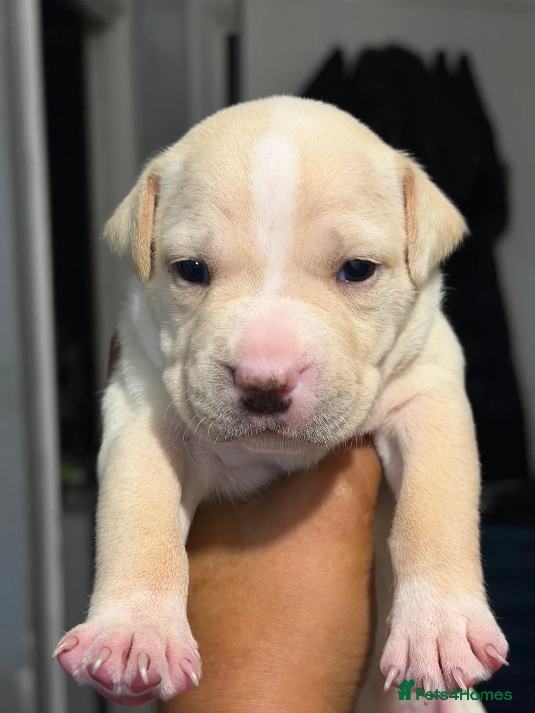 American Bull Staffy dogs for sale: Long legged staff litter - Advert 2