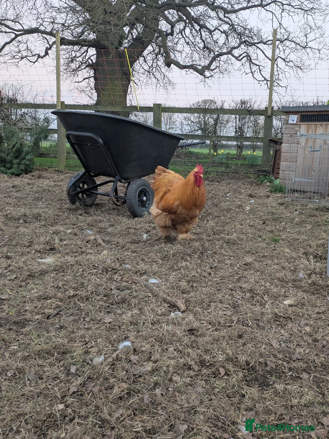 Chickens poultry for sale: BUFF COCHIN - BREEDING QUARTET in York - Advert 2